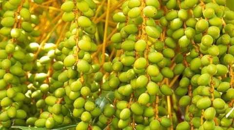 Green dates growing on small palm tree Stock Photos