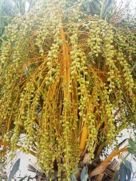 Green dates grows on palm. Stock Photos