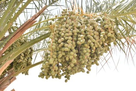 Green dates palm fruit with branches on dates palm tree.Starting stage of the Stock Photos