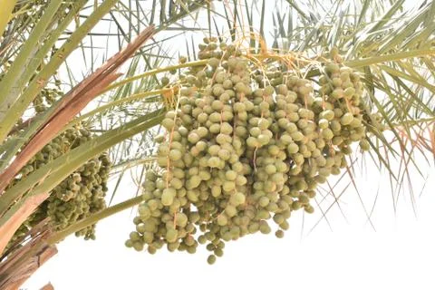 Green dates palm fruit with branches on dates palm tree.Starting stage of the Stock Photos