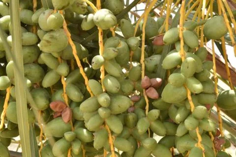 Green dates palm fruit with branches on dates palm tree.Starting stage of the Stock Photos