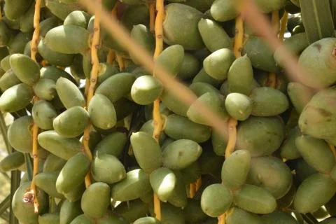Green dates palm fruit with branches on dates palm tree.Starting stage of the Stock Photos
