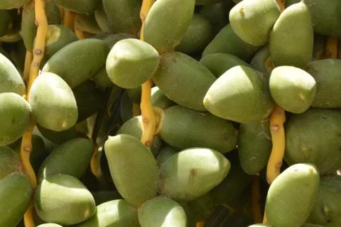 Green dates palm fruit with branches on dates palm tree.Starting stage of the Stock Photos