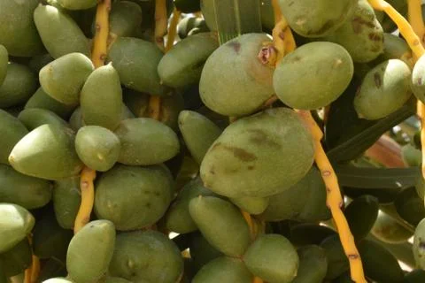 Green dates palm fruit with branches on dates palm tree.Starting stage of the Stock Photos