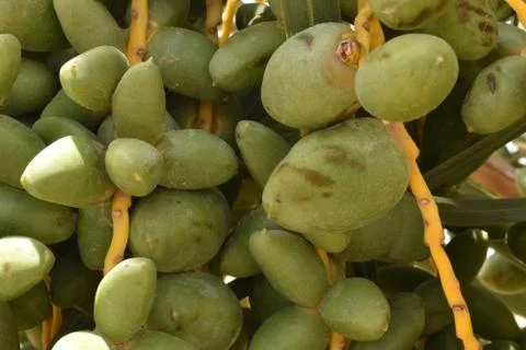 Green dates palm fruit with branches on dates palm tree.Starting stage of the Stock Photos