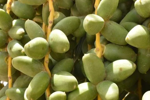 Green dates palm fruit with branches on dates palm tree.Starting stage of the Stock Photos
