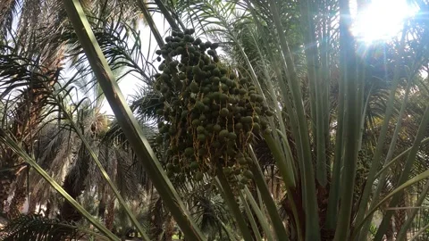 Green Dates on Palm Tree in Historic Orchard Stock Footage 338306936