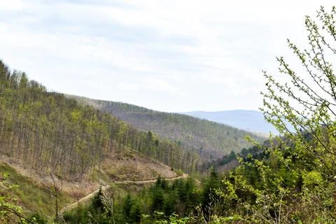 Green deciduous and pine tree montane forest in Croatia Stock Photos