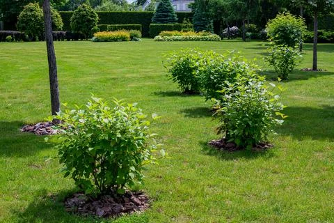 Green deciduous bushes with mulching in backyard garden bed. Stock Photos