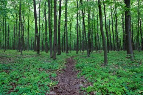 Green deciduous forest after the rain. Stock Photos
