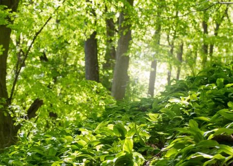 Green deciduous forest Stock Photos