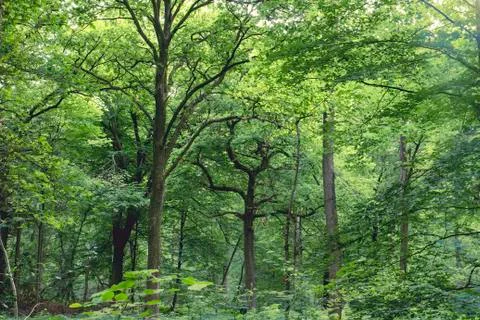 Green deciduous forest Stock Photos