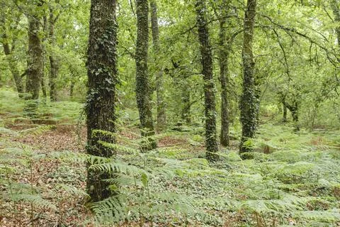 Green deciduous forest in springtime Stock Photos