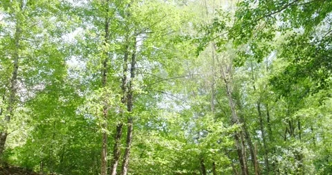 Green deciduous forest in summer Stock Footage 137649301