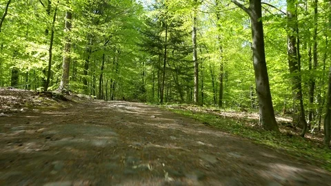 Green Deciduous Forest Trees - Walking on a Path Stock Footage 129807308
