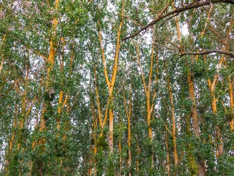 Green deciduous forest vith sun glow on trunks Stock Photos