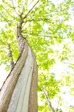 Green deciduous tree and its trunk on a summer day Stock Photos
