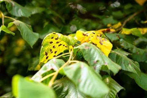 Green deciduous tree leaves with dark fungal leaf spots in a natural forest.  Stock Photos