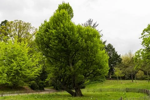Green Deciduous Tree in Park with Grass and Fence Stock Photos