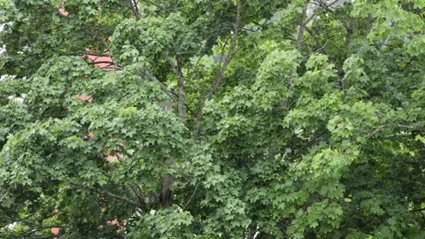 Green deciduous tree swaying in heavy rain and thunderstorm Stock Footage 338230177