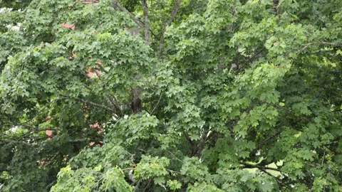 Green deciduous tree swaying in heavy rain and thunderstorm Stock Footage 338230399