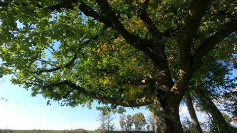 Green deciduous trees in autumn Video stock 219637330