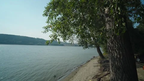 Green deciduous trees grow right next to a sandy riverbank Stock Footage 339630251