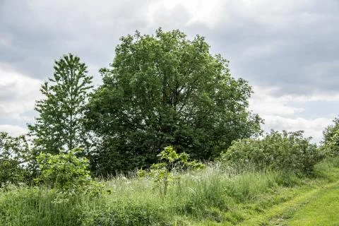 Green deciduous trees with a large crown Stock Photos