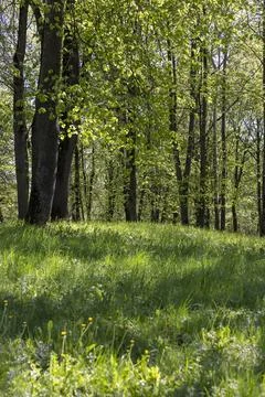 Green deciduous trees in the spring in the park, a large number of different  写真素材