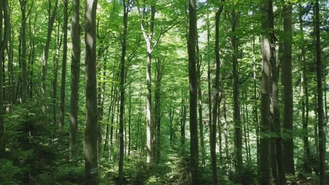Green deciduous trees in the wild forest illuminated by the shining rays of the Stock Footage 165512466
