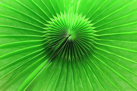 Green decorative background Stock Photos