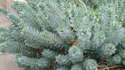 Green decorative bush Stock Footage 317116698