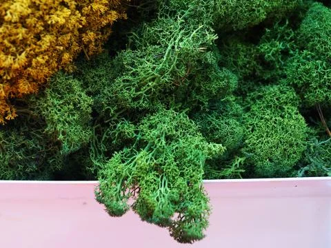 Green decorative stabilized moss in an open cardboard box Stock Photos