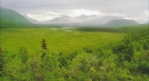 Green deep forest Stock Photos