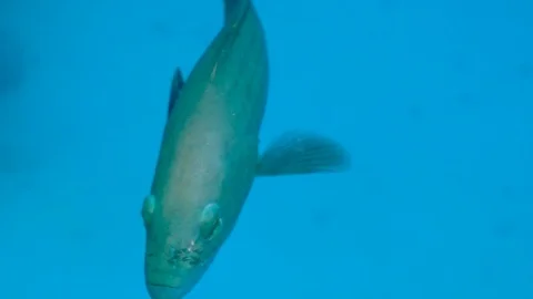 Green Deep Sea Fish Stock Footage 124093430