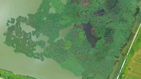 Green Delta Halchiu Stock Footage 152662820