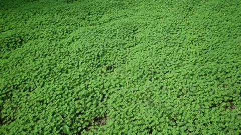 Green Dense Clover Ground Cover in Nature 스톡 동영상 320292644