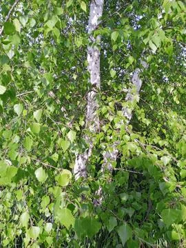 Green dense foliage Stockfoto's