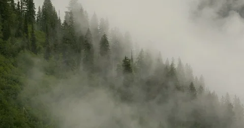 Green dense forest mountain covered with fog Stock Footage 97609453