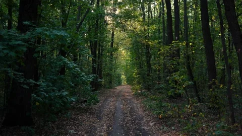 Green dense forest with a passing path in the middle Stockbeeldmateriaal 161617217