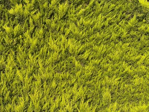 Green dense hedge. Botanical pattern, background for your design Stock Photos