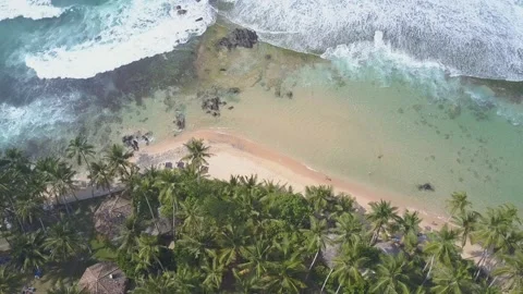Green dense palm trees forest at sandy beach and ocean 스톡 동영상 147051920