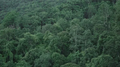 Green Dense of Tall Tree in Forest Stock Footage 141184341
