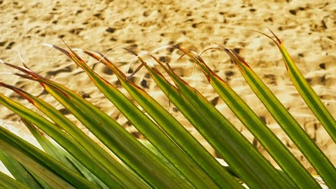 Green in the desert Stock Footage 106190856