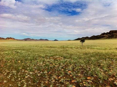 Green desert Stock Photos