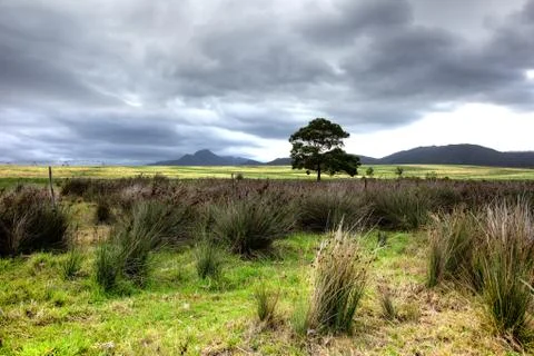 Green desert Stock Photos