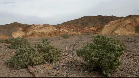 Green Desert Shrubs Stock Footage 104852644