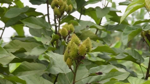 Green developing fruits Stock Footage 332567137
