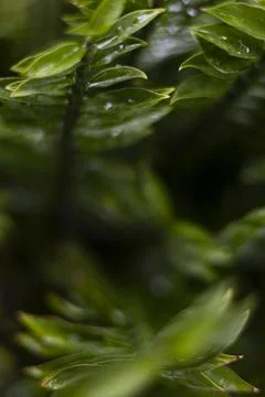 Green Devils Backbone Plant Leaf Stock-Fotos