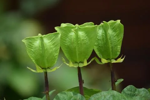 Green Devil's Cotton Abroma Augustum Seed Pods on Blurred Background Stock Photos